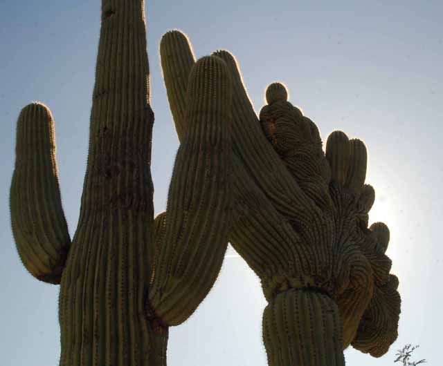 a crested Saguaro